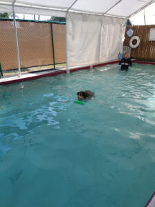 Hip Dog Canine Hydrotherapy