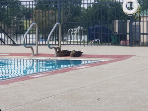 Murphy Park Pool