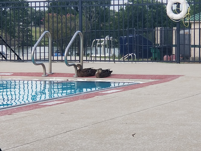 Murphy Park Pool