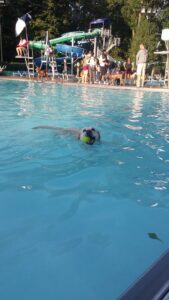 Bexley Pool