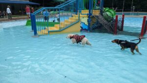 Bexley Pool