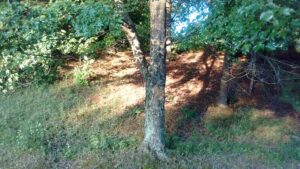 Cato Park