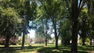 Copperwood Pool