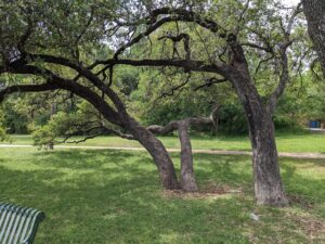 Don Baylor Neighborhood Park