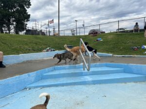 Dreamland Pool