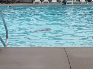 Greenbrier Pool