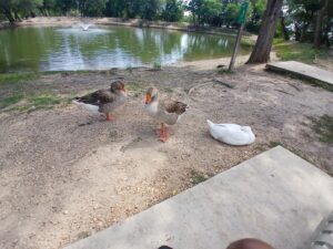 Live Oak Swimming Pool