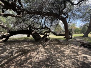 San Pedro Springs Park