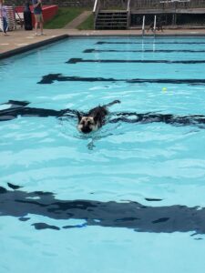 St. Albans City Pool