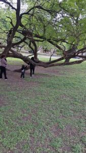Tietze Park