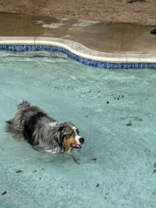 Vineyard Pool