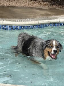 Vineyard Pool