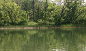 Windsor Swim Area