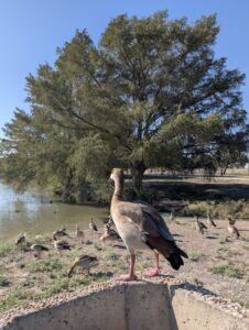 Woodlawn Lake Park