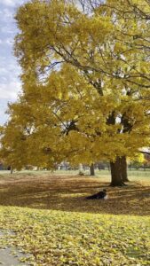 Buhr Park
