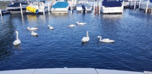 Lake Saint Claire Pool